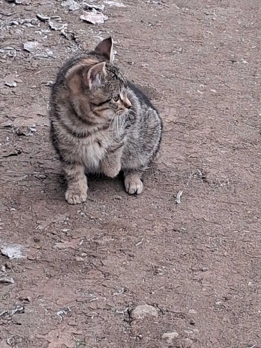 Mały kotek do oddania