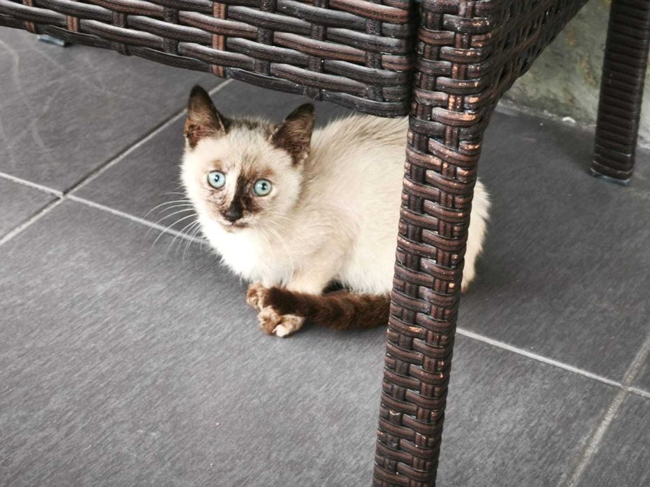 ALERTA: Mini Diva Felina à procura de staff humano!