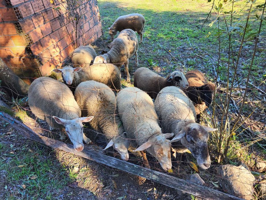 Burregas e ovelhas
