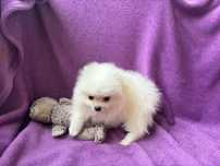 Lulu da Pomerania/Spitz alemao mini