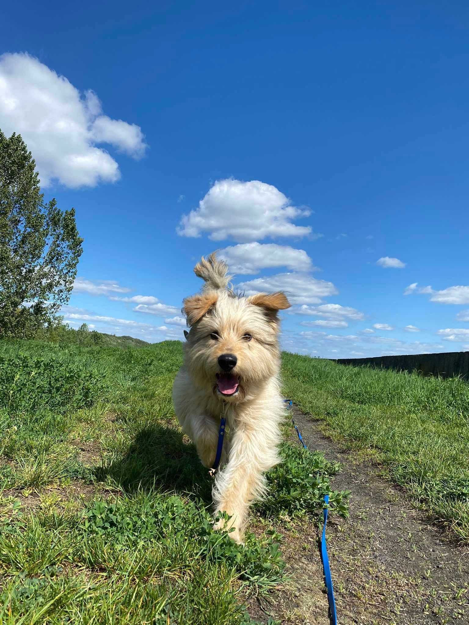 Omax poleca się do adopcji!