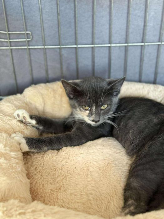 Przepiękne kotki do adopcji, kot, kotka