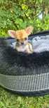 Przepiękny chłopczyk chihuahua krótkowłosy