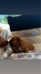 FRANKO Buldog francuski ZKwP FCI, Hodowla Harper Dog House FCI