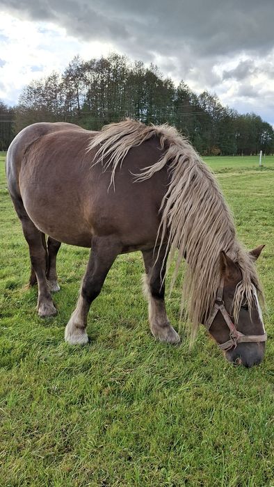 Koń, klacz, polski koń zimnokrwisty