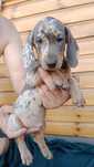 Jamnik miniaturowy BLUE Merle
