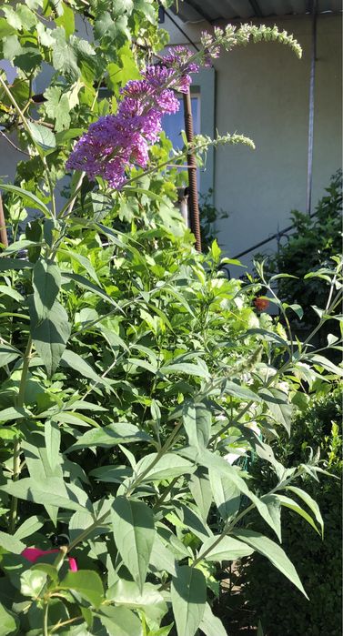 Будлея - Давида. Кущ до 1,5 м,  висоти з великими листками