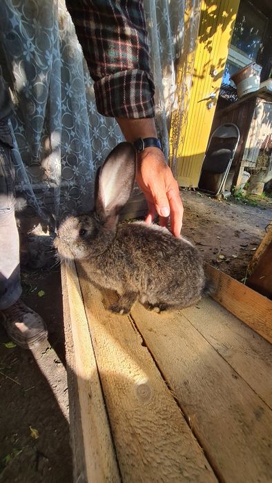 Króliki samice i młode