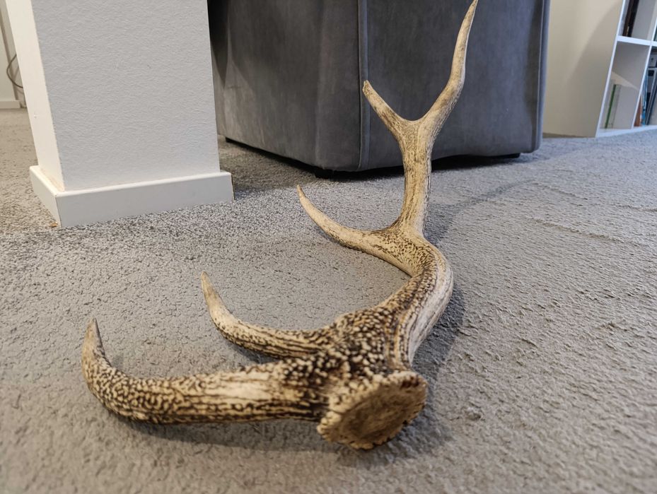 Poroże jelenia 1,3 kg