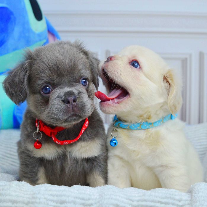 Прекрасні дівчата флаффі у пошуках люблячих родин!