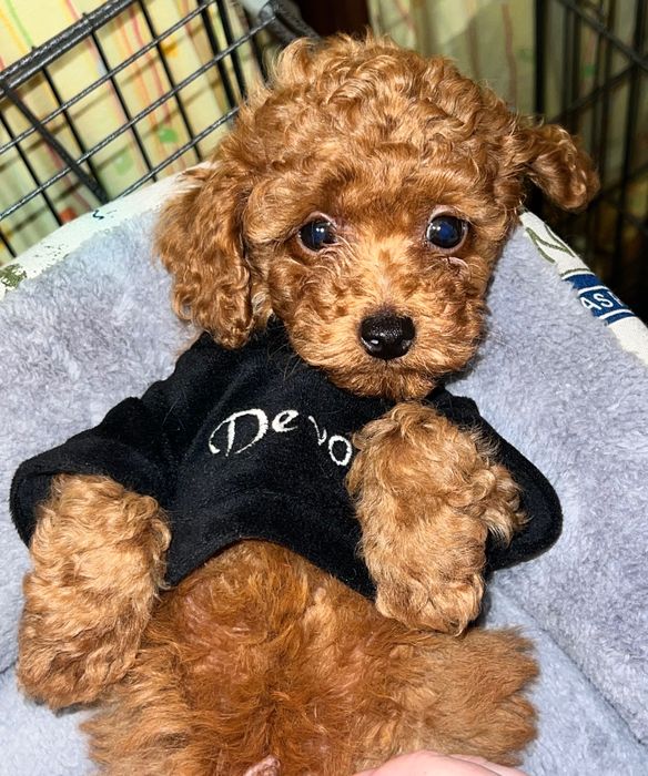 Вʼязка Той Пудель