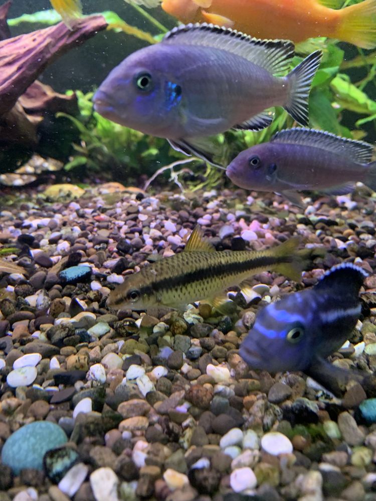Акваріумні рибки