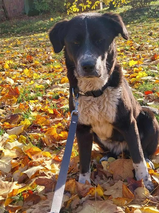 Zara cudowna młoda suczka szuka domu