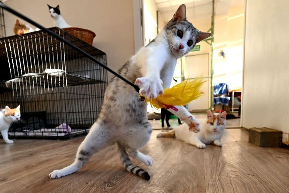 Energiczna kotka Layla szuka kochającego domu