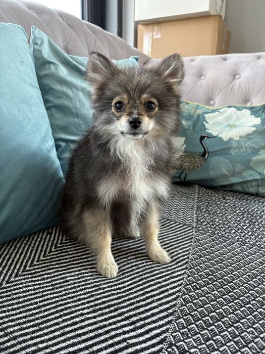 Pomeranian suczka paszport