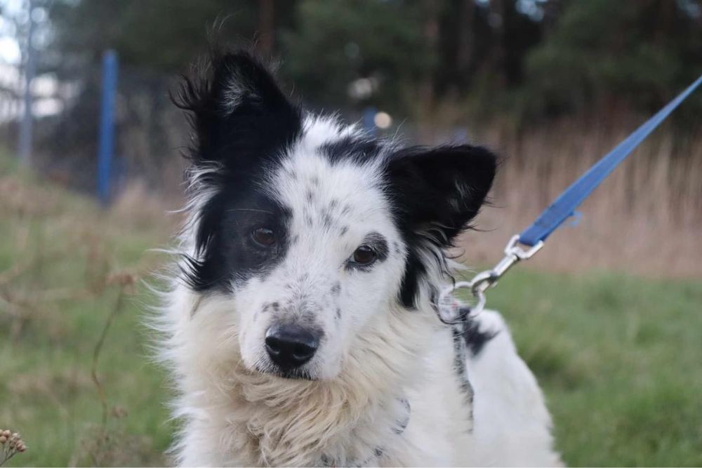 Oreo w rypie border collie szuka domu