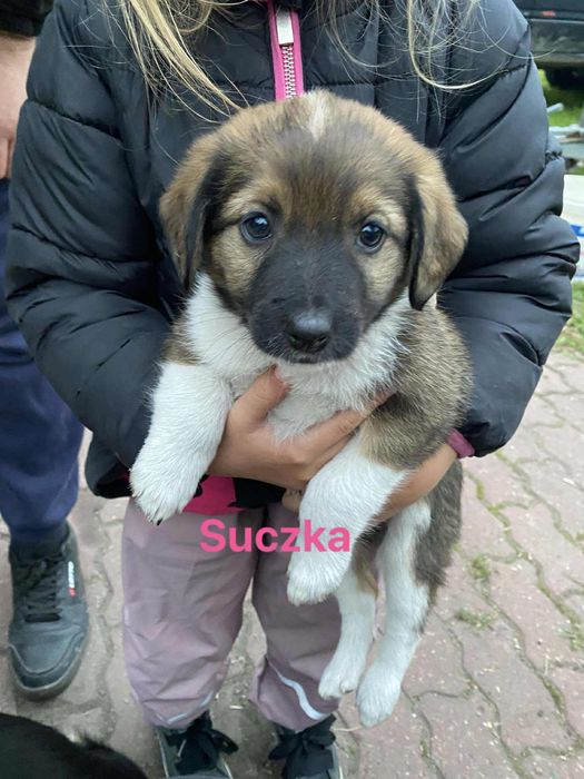Oddam szczeniaki suczki skarżysko