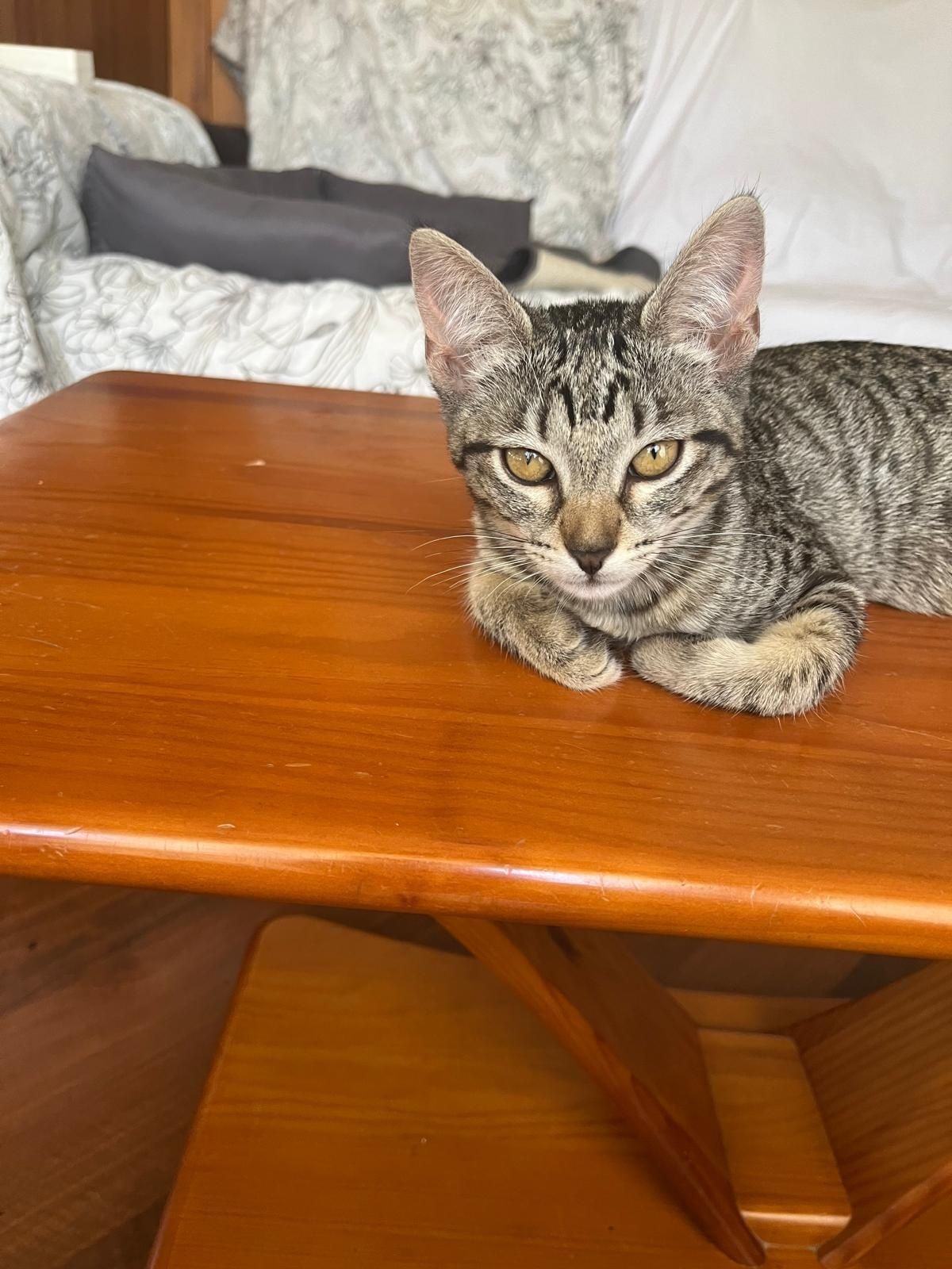 Gatinha 3meses parda muito meiga