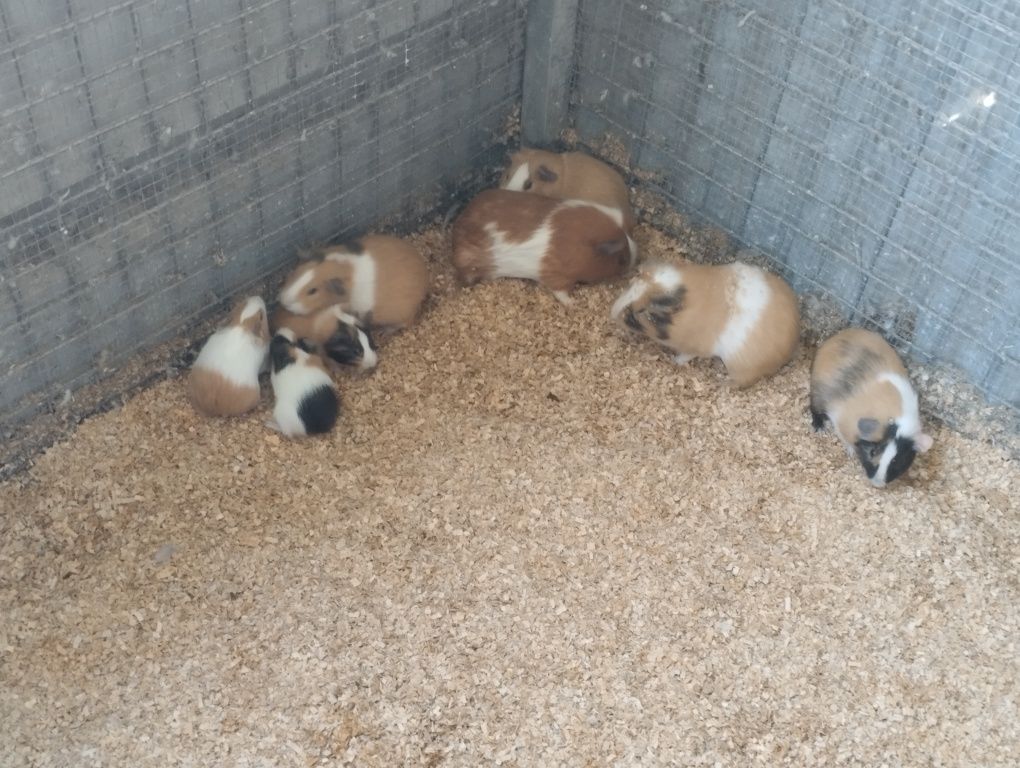 Vendo casais ou individuais