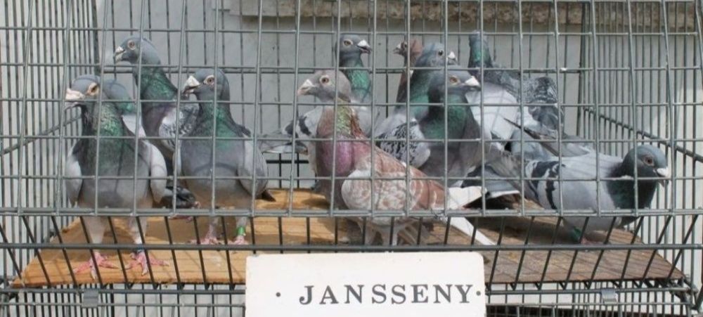 Gołąb Radwan Janssen od Supermistrza OKAZJA !!!