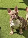 Bulldog frances rojo Merle de olhos verdes