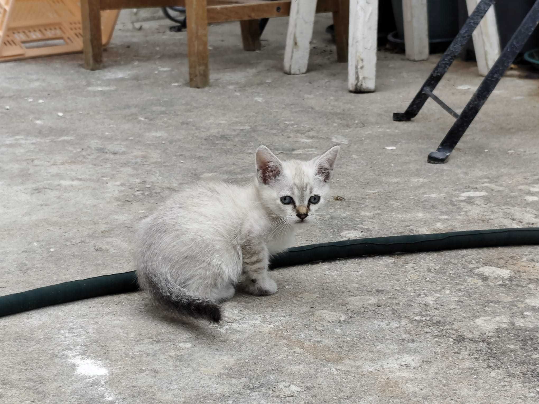 Gatinha meiginha