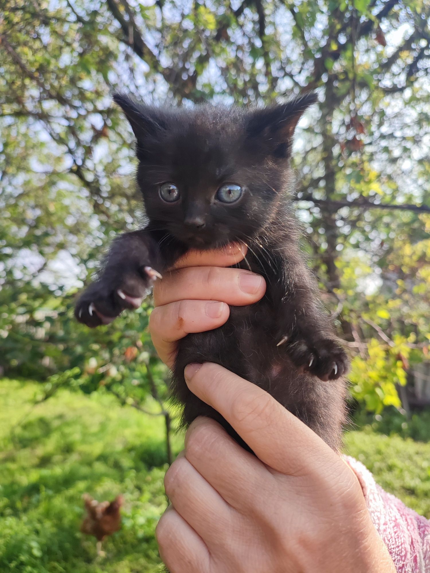 Котенята в добрі руки