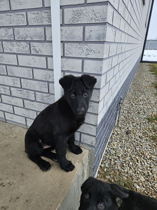 Віддам в добрі руки