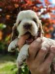 Cocker Spaniel Angielski - piesek cudowne umaszczenie Orange Roan