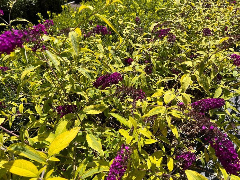 Budleja Dawida 'Santana' (Buddleja davidii) Doniczka 2.0L