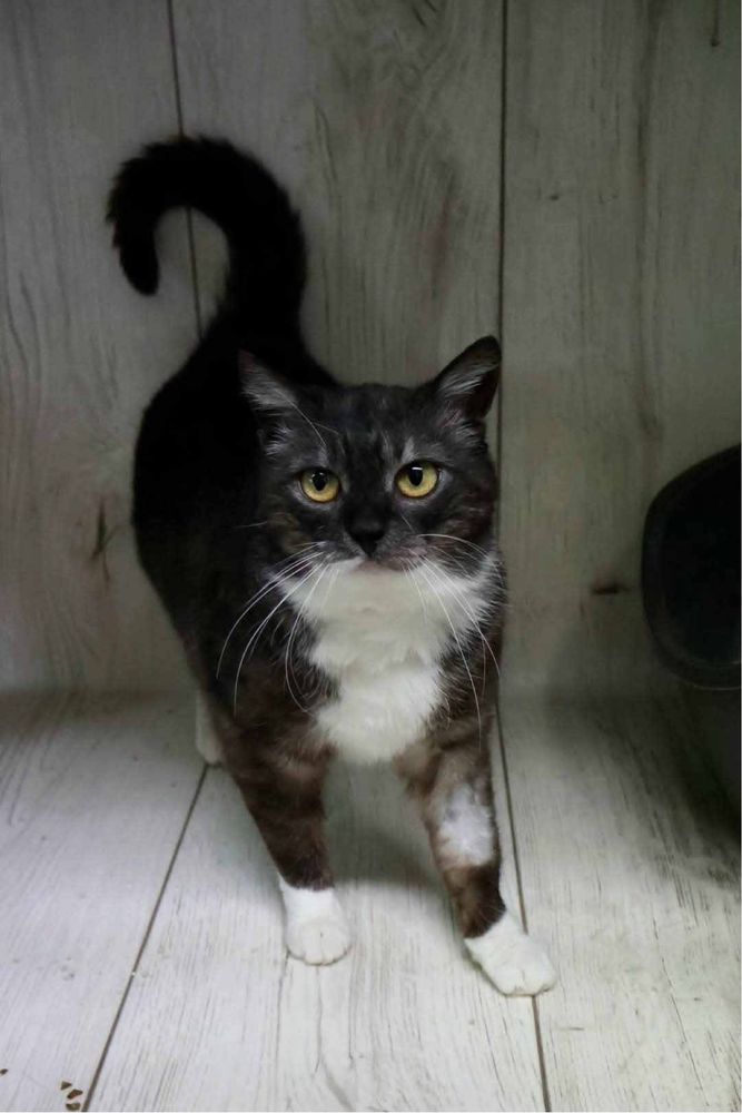 Kotka Orlanka do adopcji