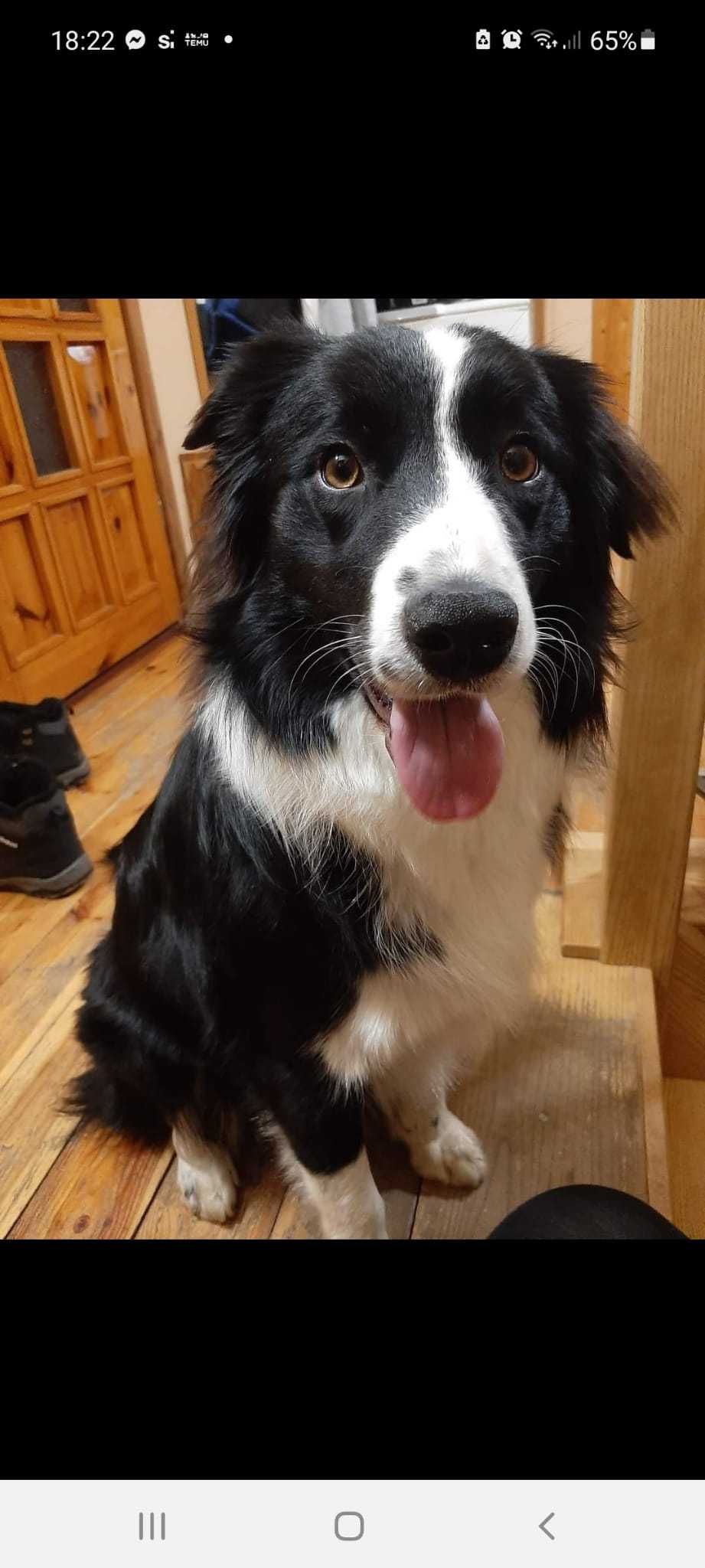 Border Collie piękne szczeniaki czarno - białe:-) cud natury
