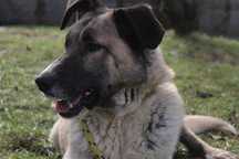035375 Lascar do adopcji.