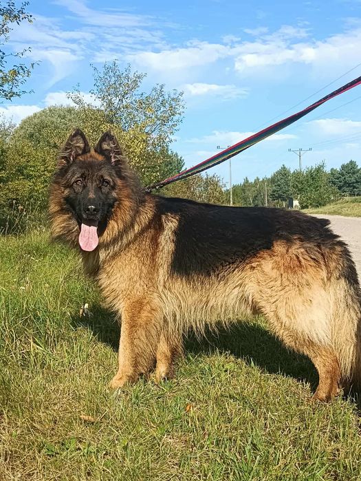 Owczarek Bethoven szuka doświadczonego przewodnika