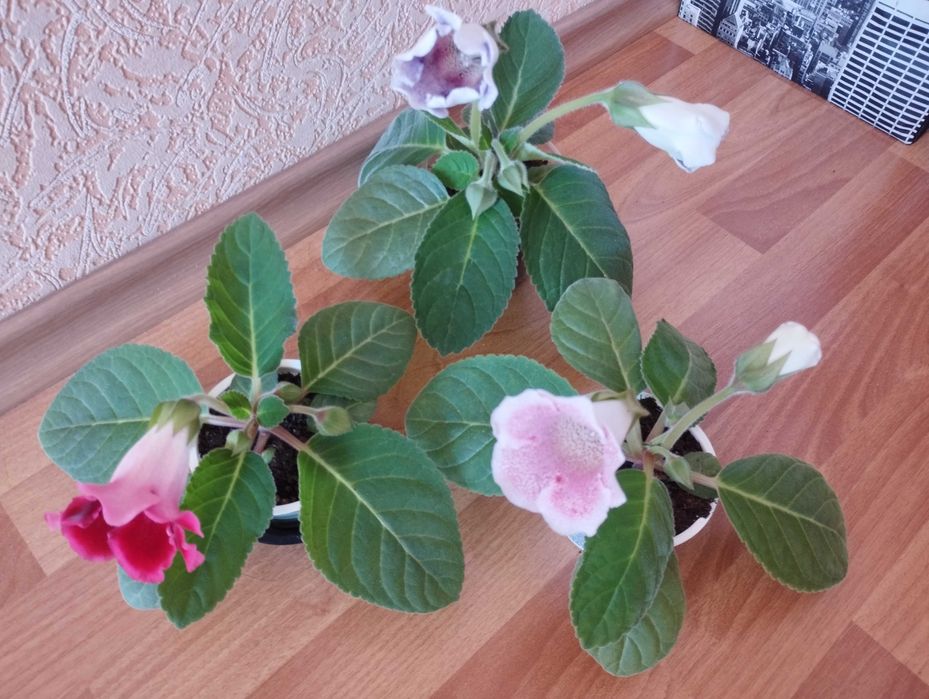 глоксинии,комнатный цветущий