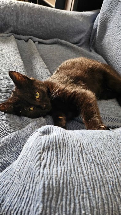 Gatinha para adopção RESPONSÁVEL