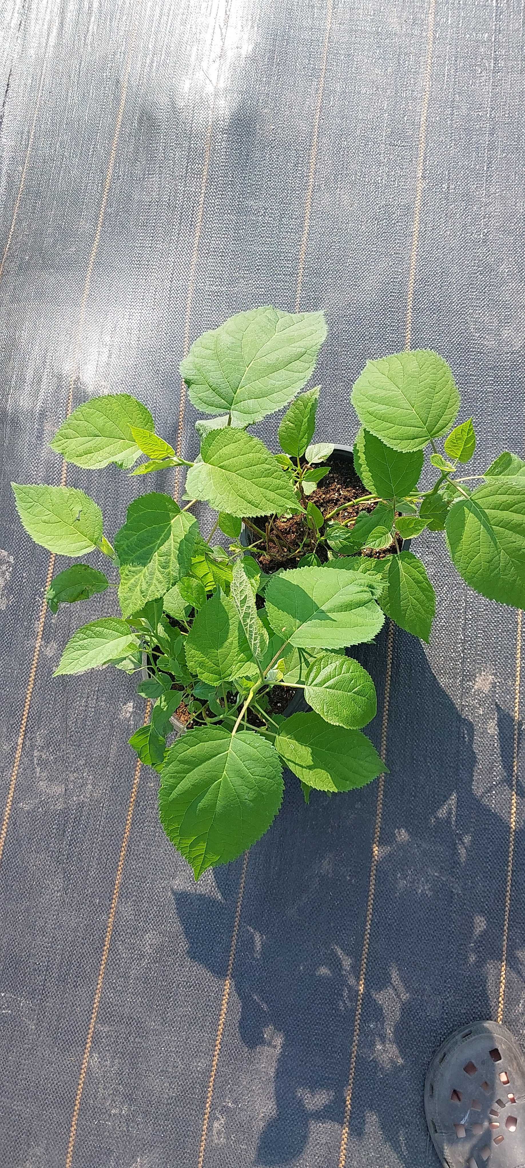 Hortensje Limenligt, Vanilla Frace, Anabelle