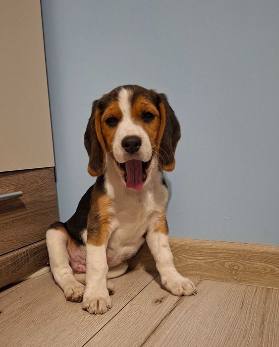 Sprzedam pieska rasy BEAGLE