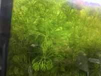 Plantas para aquários