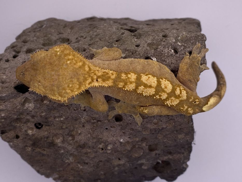Samice i samce Gekona orzęsionego ( Correlophus  ciliatus )