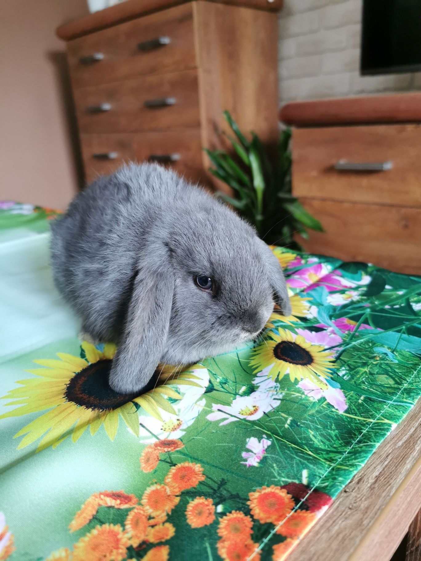 Mini lop.Baranek niebieski. Króliczki miniaturowe.