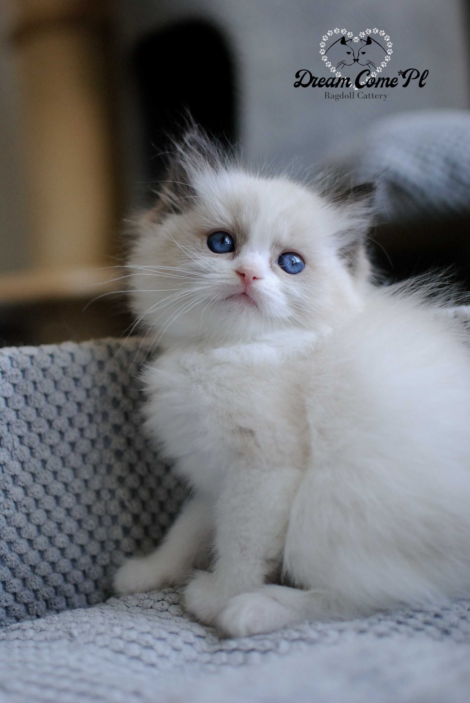 Kotka seal bicolor ragdoll FPL