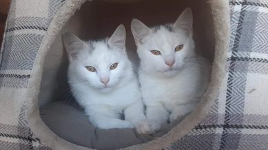 Oddam dwa białe koty (razem lub osobno)