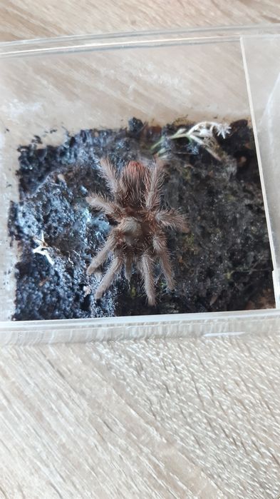 Pająk ptasznik Phormictopus Auratus