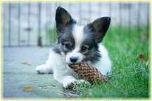 Spaniel kontynentalny miniaturowy papillon ZKwP/FCI