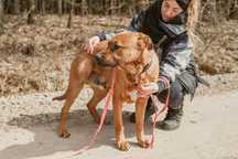 Tosa inu Buddy szuka swojej nowej rodziny 5l. 45kg duży