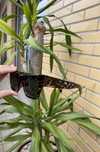 Óculos de Sol com estampa de onça