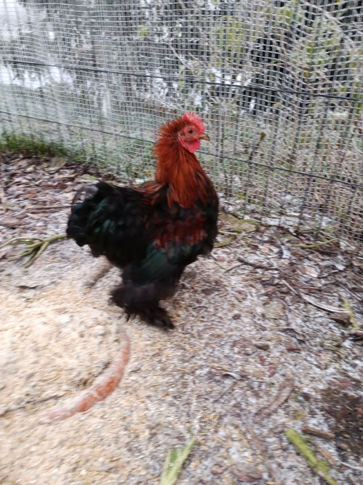 Kogut kochin miniaturowy karzełek z tego roku  zmieni kurnik