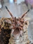 Ptasznik Grammostola Rosea ok 5dc samica