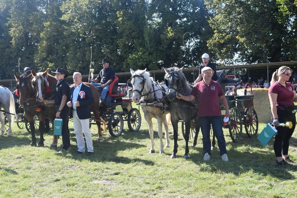 Kuce zaprzęgowe D grupa